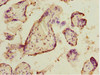 Immunohistochemistry of paraffin-embedded human placenta tissue using CSB-PA618015DSR2HU at dilution of 1:100