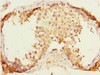 Immunohistochemistry of paraffin-embedded human testis tissue using CSB-PA007794ESR2HU at dilution of 1:100