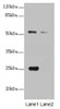 Western blot<br />
 All lanes: ERO1L antibody at 1.25µg/ml<br />
 Lane 1: A431 whole cell lysate<br />
 Lane 2: 293T whole cell lysate<br />
 Secondary<br />
 Goat polyclonal to rabbit IgG at 1/10000 dilution<br />
 Predicted band size: 54 kDa<br />
 Observed band size: 54, 25 kDa<br />