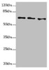 Western blot<br />
 All lanes: EYA3 antibody at 1.49µg/ml<br />
 Lane 1: Hela whole cell lysate<br />
 Lane 2: 293T whole cell lysate<br />
 Lane 3: HT29 whole cell lysate<br />
 Secondary<br />
 Goat polyclonal to rabbit IgG at 1/10000 dilution<br />
 Predicted band size: 63, 49, 59, 57, 58 kDa<br />
 Observed band size: 63 kDa<br />