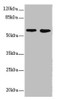 Western blot<br />
 All lanes: FLVCR2 antibody at 0.83µg/ml<br />
 Lane 1: A549 whole cell lysate<br />
 Lane 2: Mouse lung tissue<br />
 Secondary<br />
 Goat polyclonal to rabbit IgG at 1/10000 dilution<br />
 Predicted band size: 58, 36 kDa<br />
 Observed band size: 58 kDa<br />