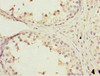 Immunohistochemistry of paraffin-embedded human testis tissue using CSB-PA823893ESR1HU at dilution of 1:100
