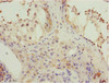 Immunohistochemistry of paraffin-embedded human testis tissue using CSB-PA823893ESR2HU at dilution of 1:100