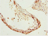 Immunohistochemistry of paraffin-embedded human testis tissue using CSB-PA012487ESR2HU at dilution of 1:100