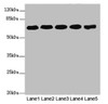 Western blot<br />
 All lanes: KPNA6 antibody at 4.25µg/ml<br />
 Lane 1: PC-3 whole cell lysate<br />
 Lane 2: Hela whole cell lysate<br />
 Lane 3: U251 whole cell lysate<br />
 Lane 4: 293T whole cell lysate<br />
 Lane 5: Mouse brain tissue<br />
 Secondary<br />
 Goat polyclonal to rabbit IgG at 1/10000 dilution<br />
 Predicted band size: 60 kDa<br />
 Observed band size: 60 kDa<br />
