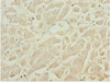 Immunohistochemistry of paraffin-embedded human heart tissue using CSB-PA836674ESR2HU at dilution of 1:100