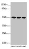 Western blot<br />
 All lanes: MOCS3 antibody at 4.25µg/ml<br />
 Lane 1: A549 whole cell lysate<br />
 Lane 2: HepG2 whole cell lysate<br />
 Lane 3: Jurkat whole cell lysate<br />
 Secondary<br />
 Goat polyclonal to rabbit IgG at 1/10000 dilution<br />
 Predicted band size: 50 kDa<br />
 Observed band size: 50 kDa<br />