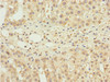 Immunohistochemistry of paraffin-embedded human adrenal gland tissue using CSB-PA622775ESR1HU at dilution of 1:100