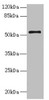 Western blot<br />
 All lanes: NLE1 antibody at 1.48µg/ml + PC-3 whole cell lysate<br />
 Secondary<br />
 Goat polyclonal to rabbit IgG at 1/10000 dilution<br />
 Predicted band size: 54, 22 kDa<br />
 Observed band size: 54 kDa<br />