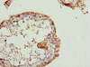 Immunohistochemistry of paraffin-embedded human testis tissue using CSB-PA019214ESR1HU at dilution of 1:100