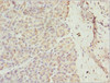 Immunohistochemistry of paraffin-embedded human pancreatic tissue using CSB-PA019215DSR1HU at dilution of 1:100