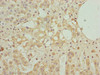 Immunohistochemistry of paraffin-embedded human adrenal gland tissue using CSB-PA896492ESR1HU at dilution of 1:100