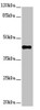 Western blot<br />
 All lanes: SH3GL1 antibody at 2.48µg/ml + HT29 whole cell lysate<br />
 Secondary<br />
 Goat polyclonal to rabbit IgG at 1/10000 dilution<br />
 Predicted band size: 42, 37, 35 kDa<br />
 Observed band size: 42 kDa<br />