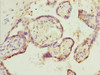 Immunohistochemistry of paraffin-embedded human placenta tissue using CSB-PA859949ESR1HU at dilution of 1:100