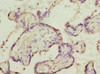 Immunohistochemistry of paraffin-embedded human placenta tissue using CSB-PA859949ESR2HU at dilution of 1:100