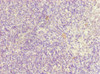 Immunohistochemistry of paraffin-embedded human thymus tissue using CSB-PA897531ESR1HU at dilution of 1:100