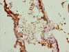 Immunohistochemistry of paraffin-embedded human testis tissue using CSB-PA022957ESR2HU at dilution of 1:100