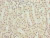 Immunohistochemistry of paraffin-embedded human adrenal gland tissue using CSB-PA023626ESR1HU at dilution of 1:100