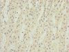 Immunohistochemistry of paraffin-embedded human adrenal gland tissue using CSB-PA023626ESR2HU at dilution of 1:100