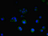 Immunofluorescent analysis of MCF-7 cells using CSB-PA023626ESR2HU at dilution of 1:100 and Alexa Fluor 488-congugated AffiniPure Goat Anti-Rabbit IgG (H+L)