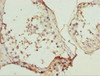 Immunohistochemistry of paraffin-embedded human testis tissue using CSB-PA853394ESR1HU at dilution of 1:100