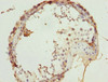 Immunohistochemistry of paraffin-embedded human testis tissue using CSB-PA853394ESR2HU at dilution of 1:100