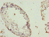 Immunohistochemistry of paraffin-embedded human testis tissue using CSB-PA822753ESR1HU at dilution of 1:100