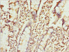 Immunohistochemistry of paraffin-embedded human small intestine tissue using CSB-PA026553ESR1HU at dilution of 1:100