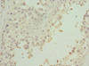 Immunohistochemistry of paraffin-embedded human testis tissue using CSB-PA026694ESR1HU at dilution of 1:100