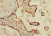 Immunohistochemistry of paraffin-embedded human placenta tissue using CSB-PA620974ESR1HU at dilution of 1:100