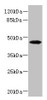 Western blot<br />
 All lanes: PHKG2 antibody at 3.4µg/ml + HepG2 whole cell lysate<br />
 Secondary<br />
 Goat polyclonal to rabbit IgG at 1/10000 dilution<br />
 Predicted band size: 47, 44 kDa<br />
 Observed band size: 47 kDa<br />