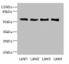 Western blot<br />
 All lanes: VANGL2 antibody at 2.26µg/ml<br />
 Lane 1: HepG2 whole cell lysate<br />
 Lane 2: MCF-7 whole cell lysate<br />
 Lane 3: Hela whole cell lysate<br />
 Lane 4: NIH/3T3 whole cell lysate<br />
 Secondary<br />
 Goat polyclonal to rabbit IgG at 1/10000 dilution<br />
 Predicted band size: 60 kDa<br />
 Observed band size: 60 kDa<br />