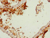Immunohistochemistry of paraffin-embedded human testis tissue using CSB-PA623785ESR1HU at dilution of 1:100