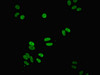 Immunofluorescent analysis of HepG2 cells using CSB-PA015662ESR1HU at dilution of 1:100 and Alexa Fluor 488-congugated AffiniPure Goat Anti-Rabbit IgG (H+L)