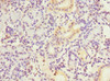 Immunohistochemistry of paraffin-embedded human pancreatic tissue using CSB-PA867122DSR2HU at dilution of 1:100