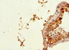 Immunohistochemistry of paraffin-embedded human testis tissue using CSB-PA017900ESR1HU at dilution of 1:100