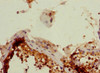 Immunohistochemistry of paraffin-embedded human testis tissue using CSB-PA017900ESR2HU at dilution of 1:100