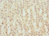 Immunohistochemistry of paraffin-embedded human adrenal gland tissue using CSB-PA613603ESR1HU at dilution of 1:100