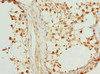 Immunohistochemistry of paraffin-embedded human testis tissue using CSB-PA857466DSR1HU at dilution of 1:100