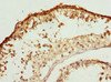 Immunohistochemistry of paraffin-embedded human testis tissue using CSB-PA866303ESR1HU at dilution of 1:100