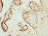 Immunohistochemistry of paraffin-embedded human placenta tissue using CSB-PA621520ESR2HU at dilution of 1:100