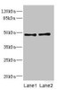 Western blot<br />
 All lanes: CRTAP antibody at 0.96µg/ml<br />
 Lane 1: 293T whole cell lysate<br />
 Lane 2: Hela whole cell lysate<br />
 Secondary<br />
 Goat polyclonal to rabbit IgG at 1/10000 dilution<br />
 Predicted band size: 47 kDa<br />
 Observed band size: 47 kDa<br />