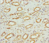 Immunohistochemistry of paraffin-embedded human kidney tissue using CSB-PA015660DSR1HU at dilution of 1:100