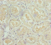 Immunohistochemistry of paraffin-embedded human kidney tissue using CSB-PA015660DSR2HU at dilution of 1:100