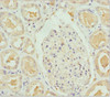 Immunohistochemistry of paraffin-embedded human kidney tissue using CSB-PA621865DSR1HU at dilution of 1:100