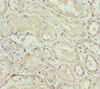 Immunohistochemistry of paraffin-embedded human kidney tissue using CSB-PA621865DSR2HU at dilution of 1:100