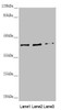 Western blot<br />
 All lanes: SCRN2 antibody at 3.61µg/ml<br />
 Lane 1: Hela whole cell lysate<br />
 Lane 2: A375 whole cell lysate<br />
 Lane 3: HepG2 whole cell lysate<br />
 Secondary<br />
 Goat polyclonal to rabbit IgG at 1/10000 dilution<br />
 Predicted band size: 47, 42 kDa<br />
 Observed band size: 42 kDa<br />