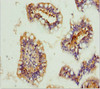 Immunohistochemistry of paraffin-embedded human small intestine tissue using CSB-PA009587ESR1HU at dilution of 1:100