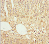Immunohistochemistry of paraffin-embedded human adrenal gland tissue using CSB-PA859511ESR1HU at dilution of 1:100