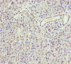 Immunohistochemistry of paraffin-embedded human pancreatic tissue using CSB-PA009593DSR2HU at dilution of 1:100